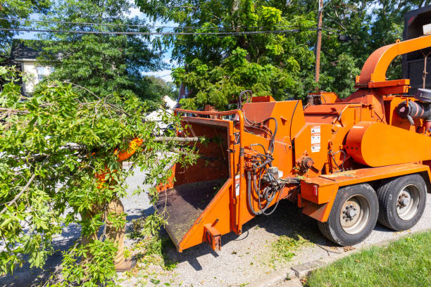 Best Best Tree Removal Services  in Greenville, MI